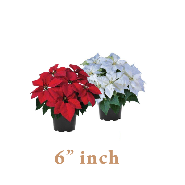 six inch poinsettias red and white
